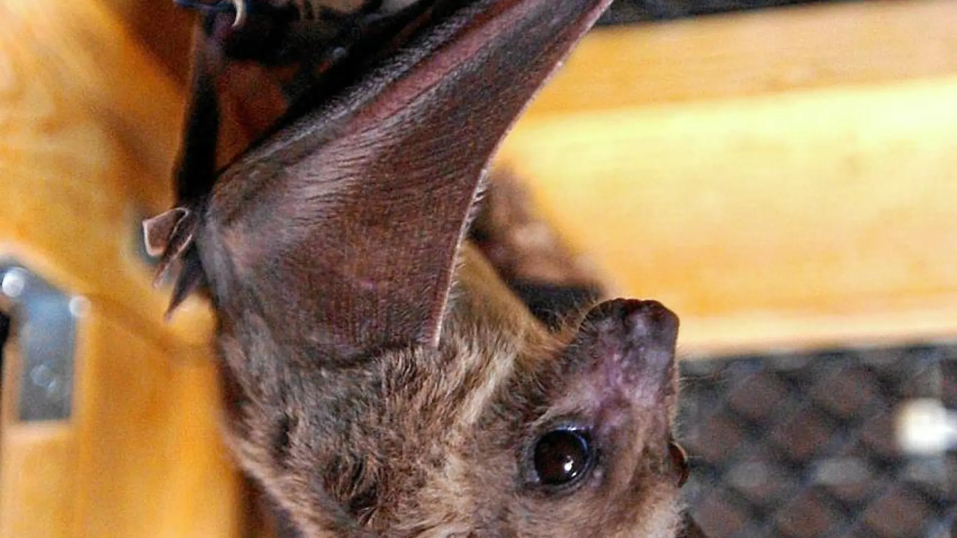La población de murciélagos en Barcelona se ha visto reducida en los últimos años a causa del cambio climático