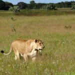 Una manada de leones mata a un cazador furtivo en Sudáfrica
