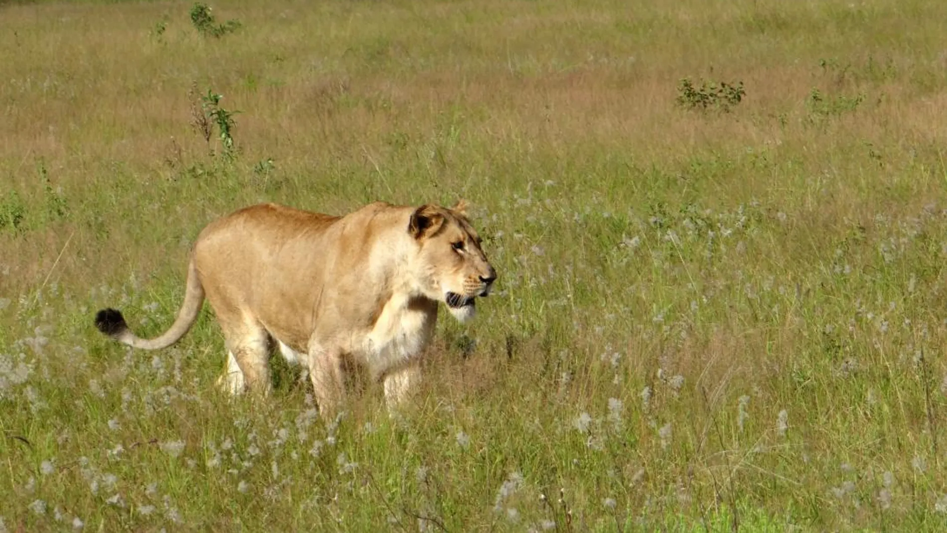 Una manada de leones mata a un cazador furtivo en Sudáfrica
