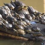 Las tortugas de Atocha se comen unas a otras