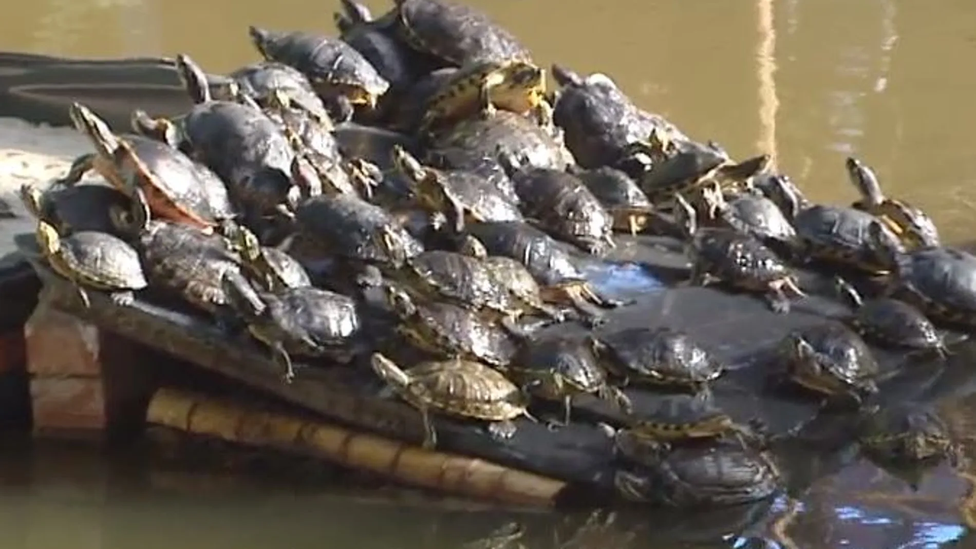 Las tortugas de Atocha se comen unas a otras