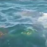 Una familia libera a una ballena jorobada atrapada en una red