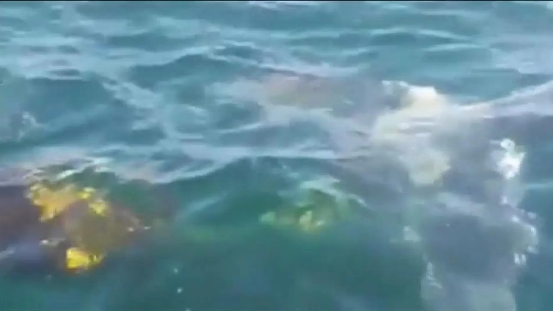 Una familia libera a una ballena jorobada atrapada en una red