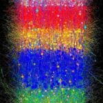 Una columna cortical creada por el simulador Blue Brain
