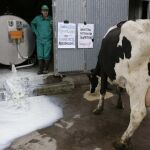 El presidente de la Organización de Productores Lácteos, Manuel Iglesias, tira la leche almacenada en su explotación como medida de protesta