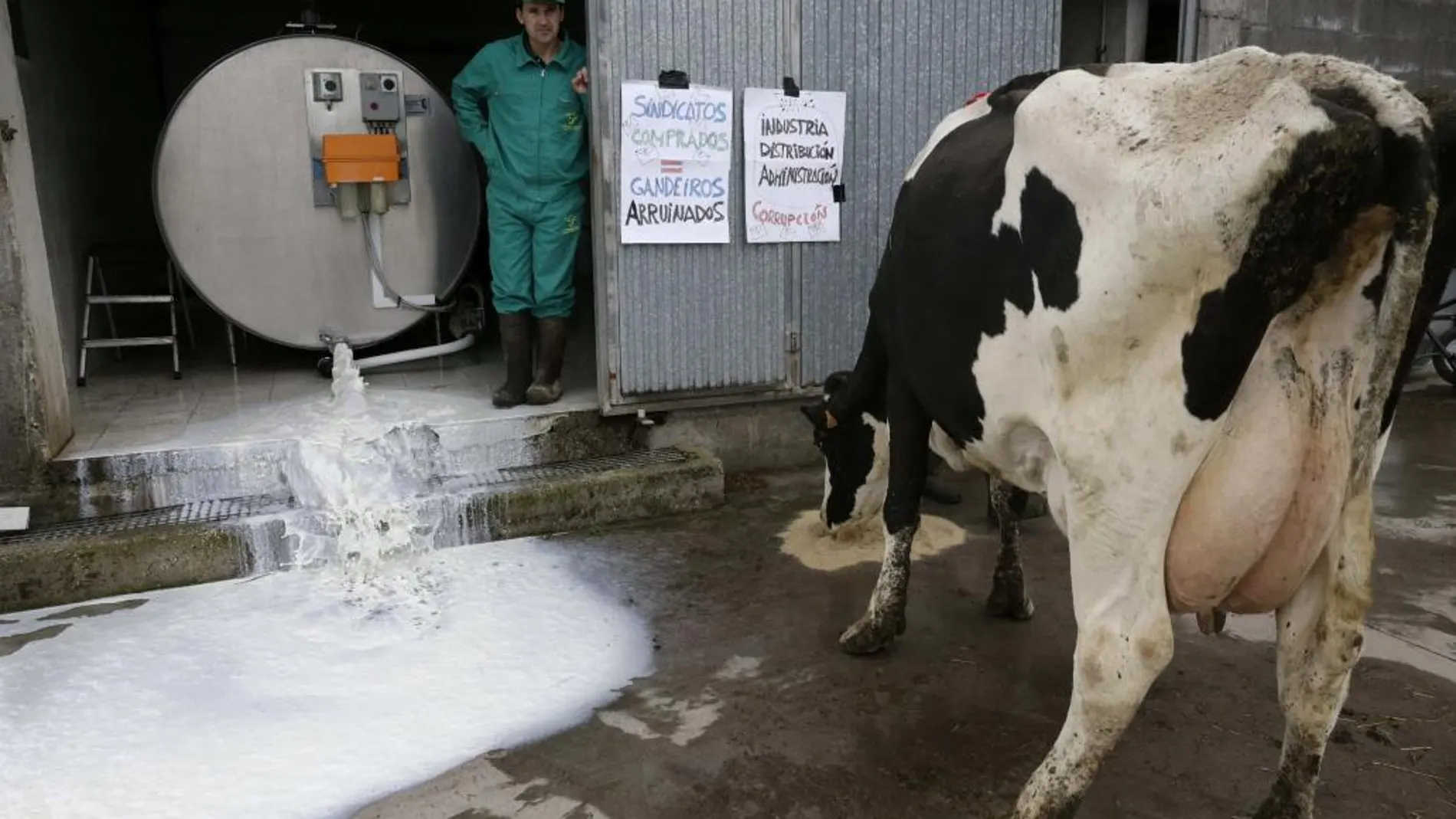 El presidente de la Organización de Productores Lácteos, Manuel Iglesias, tira la leche almacenada en su explotación como medida de protesta
