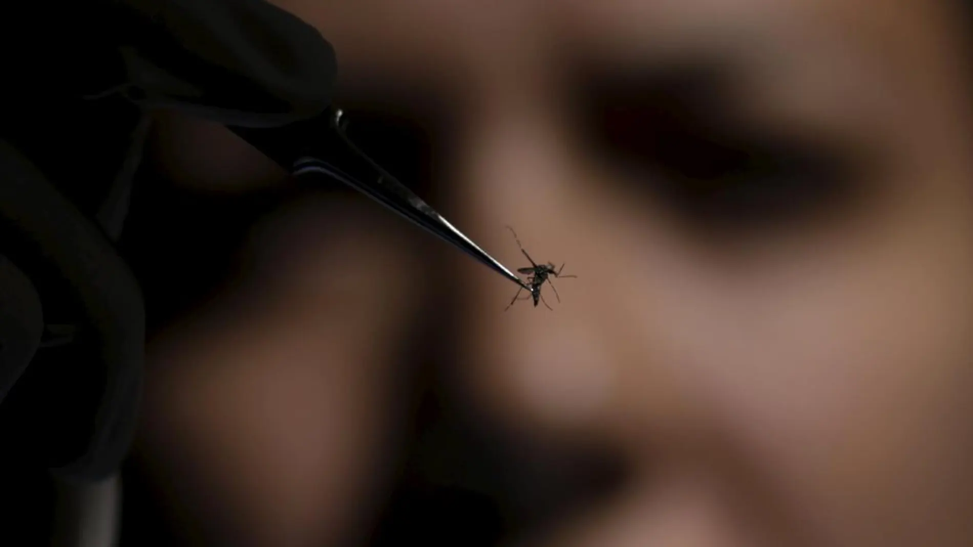 Imagen de un científico analizando un mosquito Aedes Aegypti.