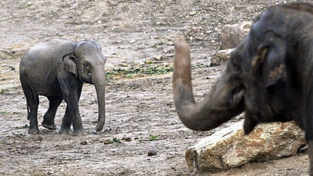 Una hembra de elefante asiático y su cría, en el zoo de Benidorm