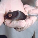 Desactivan en ratones la capacidad de sentir el frío
