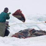 Rusia prohibió hace unas semanas la caza de focas menores de una año en el Mar Blanco