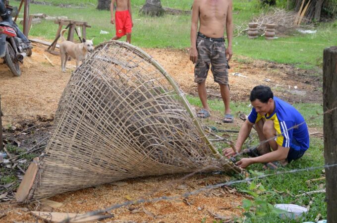 Un pescador laosiano construye una trampa artesanal con ramas para pescar en la isla de Don Khone, en Si Phan Don, Laos