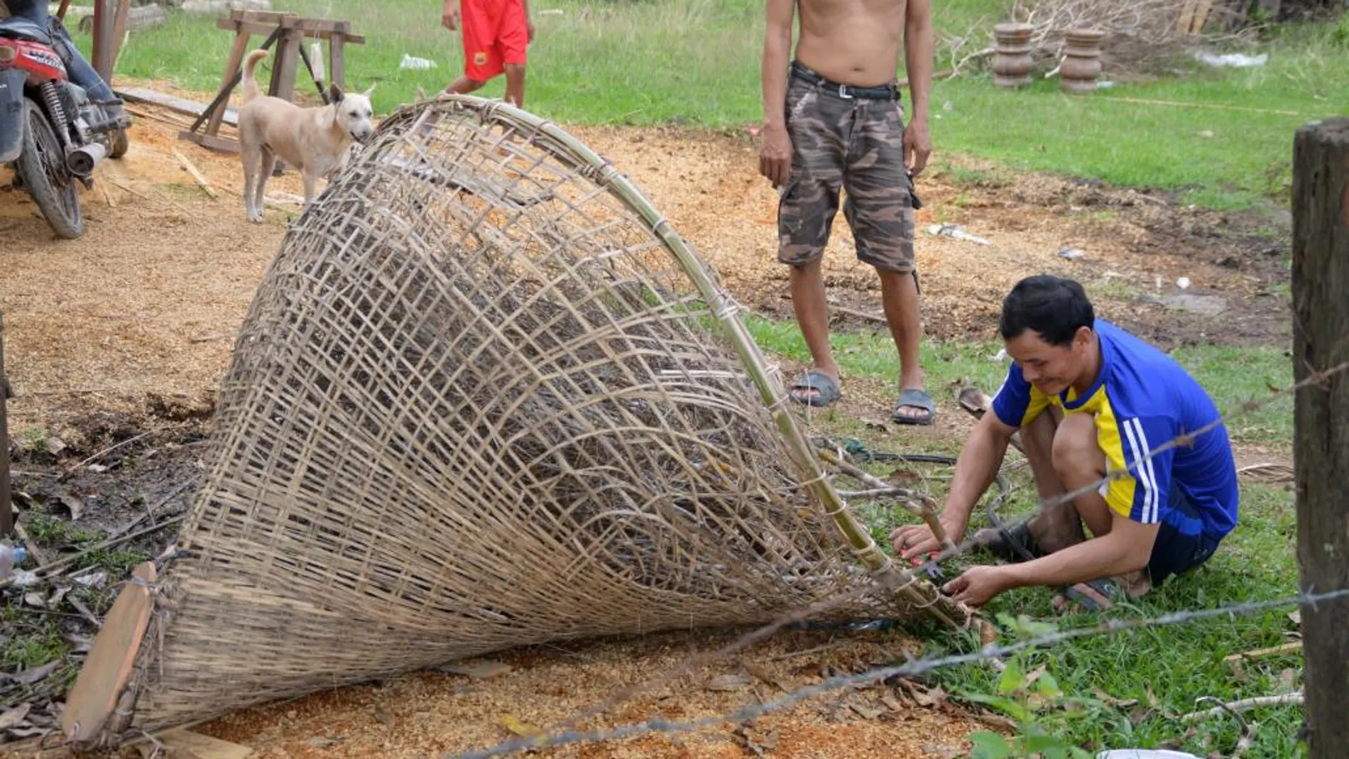 Un pescador laosiano construye una trampa artesanal con ramas para pescar en la isla de Don Khone, en Si Phan Don, Laos