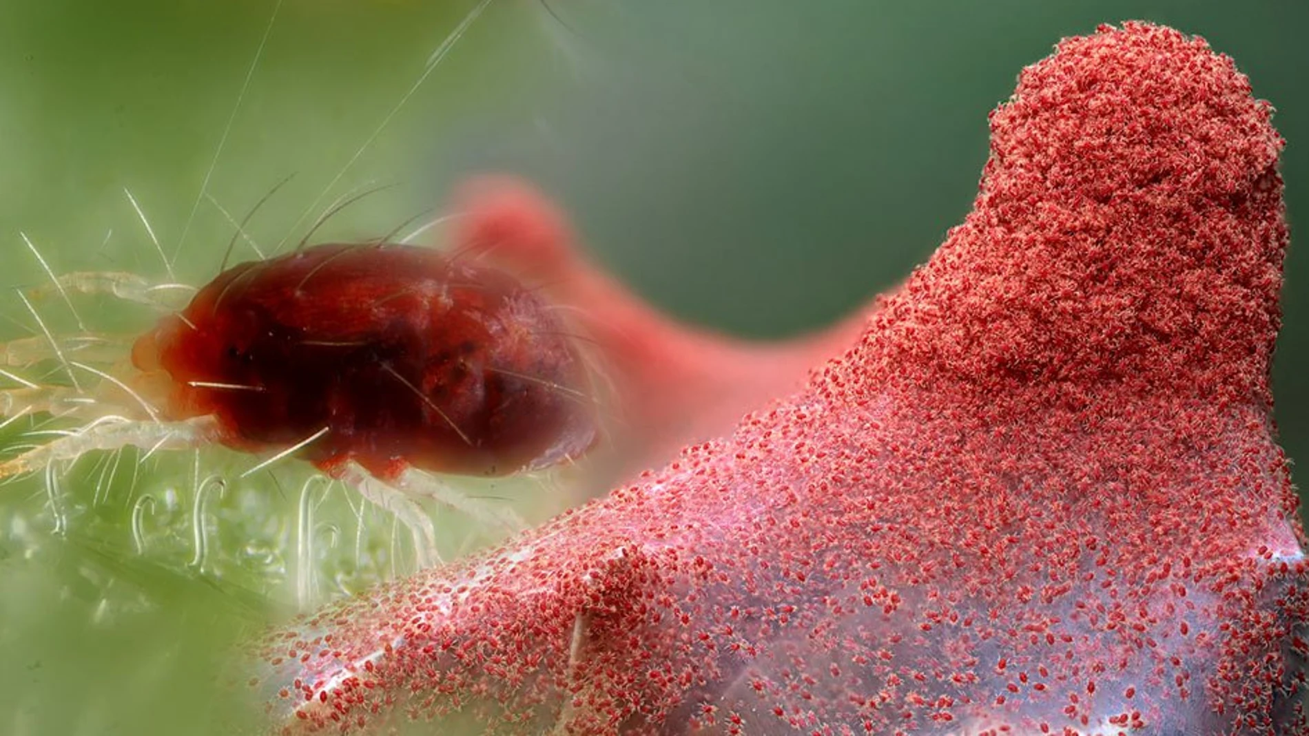 Nostoc Biotech también desarrolla otros productos para erradicar plagas importantes como la araña roja