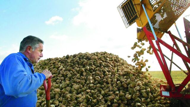Recogida de remolacha en la localidad vallisoletana de Carpio