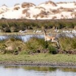Vista del espacio natural protegido de Doñana, en Huelva