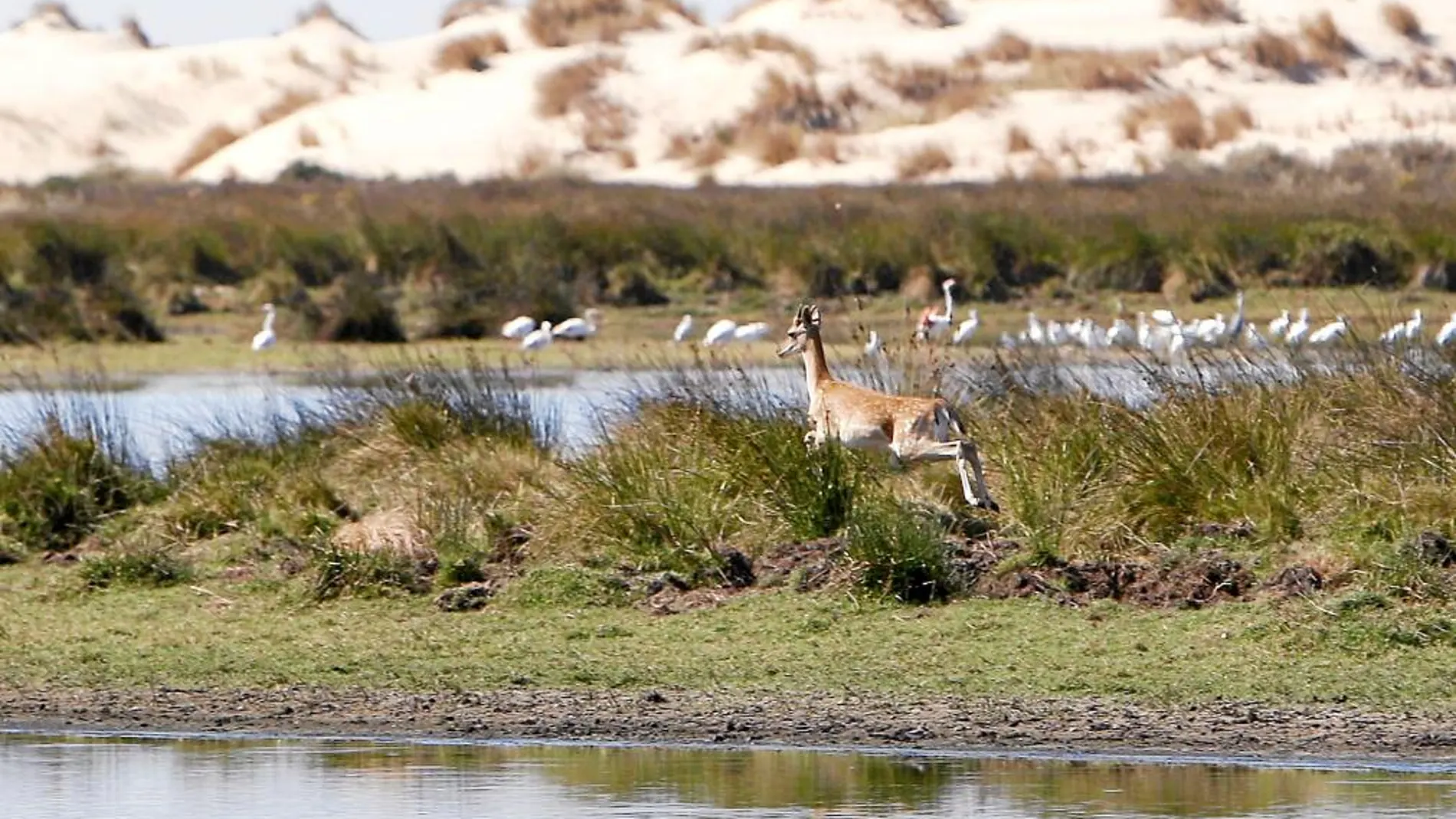 Vista del espacio natural protegido de Doñana, en Huelva