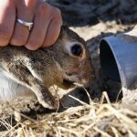 Un técnico de la Junta suelta un conejo en Doñana, en una imagen de archivo