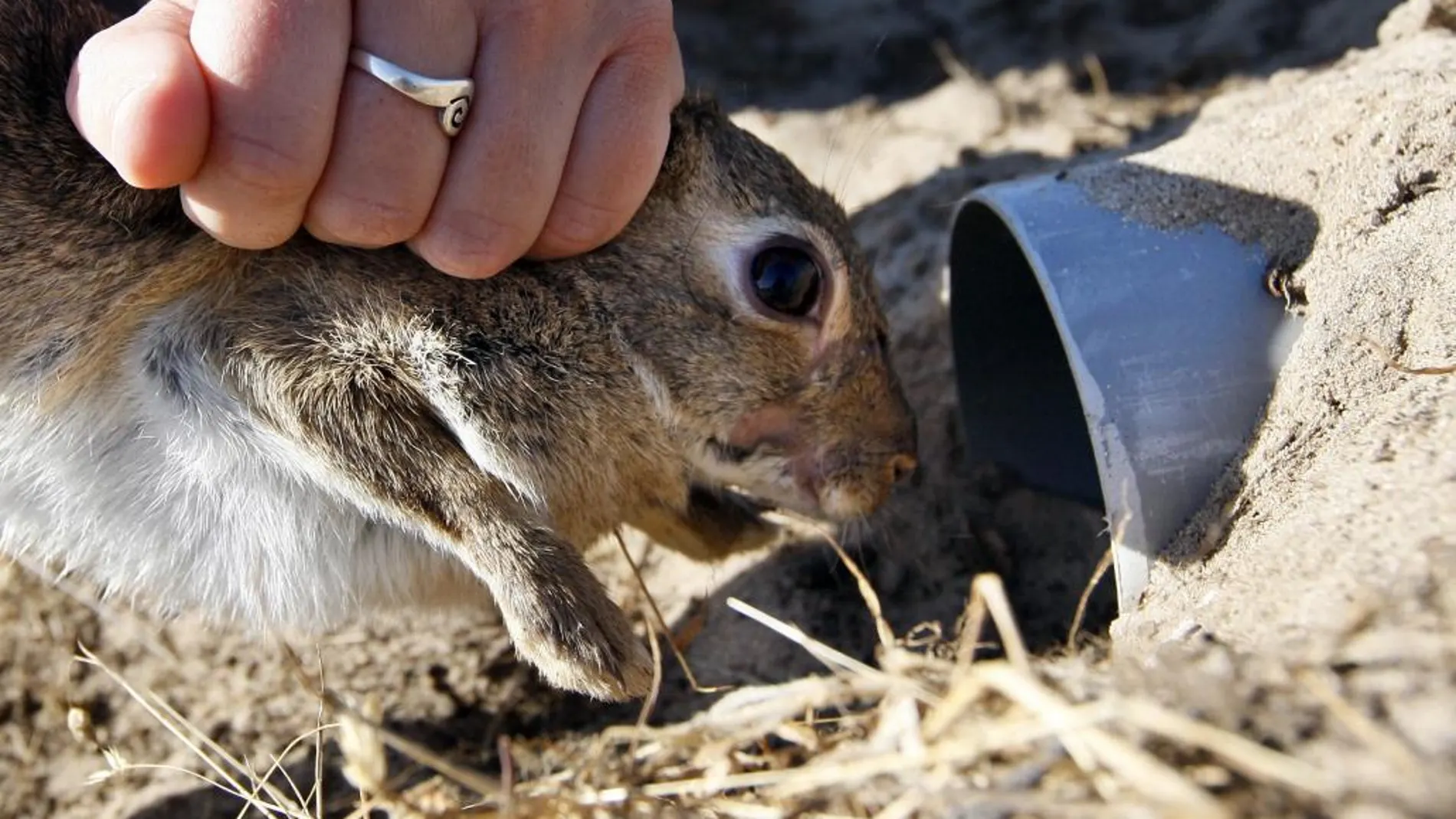 Un técnico de la Junta suelta un conejo en Doñana, en una imagen de archivo