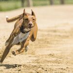 Si el perro entra en pánico con mucha frecuencia o es incapaz de superar su fobia a los ruidos, hay que evitar en vacaciones llevarlo a lugares ruidosos y pensar en llevarlo al veterinario a la vuelta del verano.