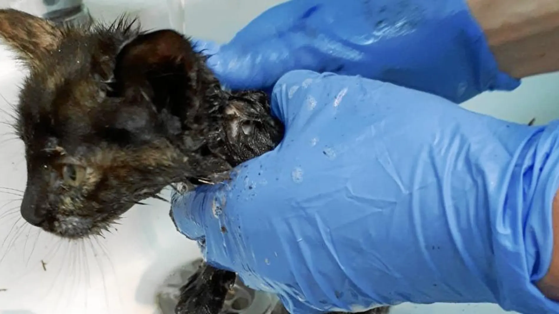 Una segunda vida para la gata embadurnada de pegamento
