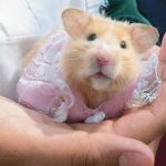 Las Infecciones que nos transmiten las mascotas