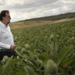 El presidente del Gobierno en funciones, Mariano Rajoy, durante la visita que ha realizado hoy a la finca de cultivo de alcachofas "Castel Ruiz", en Tudela (Navarra).