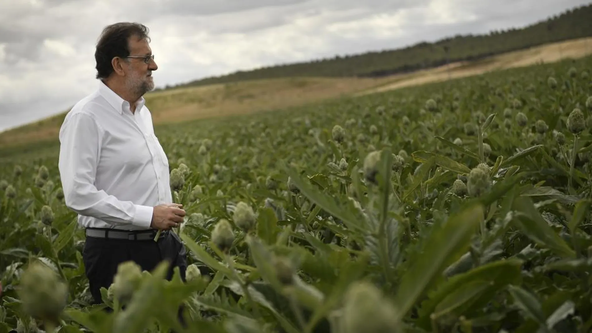 El presidente del Gobierno en funciones, Mariano Rajoy, durante la visita que ha realizado hoy a la finca de cultivo de alcachofas "Castel Ruiz", en Tudela (Navarra).