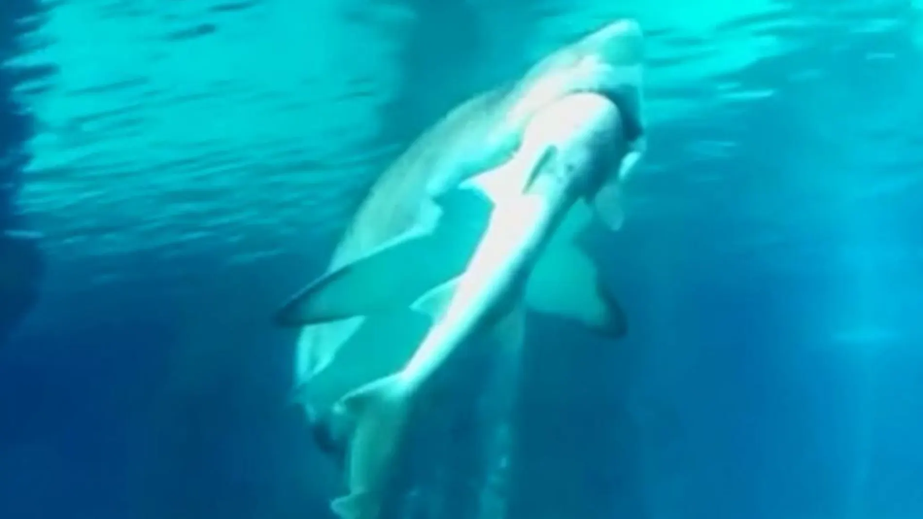 Un tiburón se come a otro por «error» en un acuario