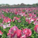El cultivo mundial de opio alcanza su máximo en los últimos 80 años