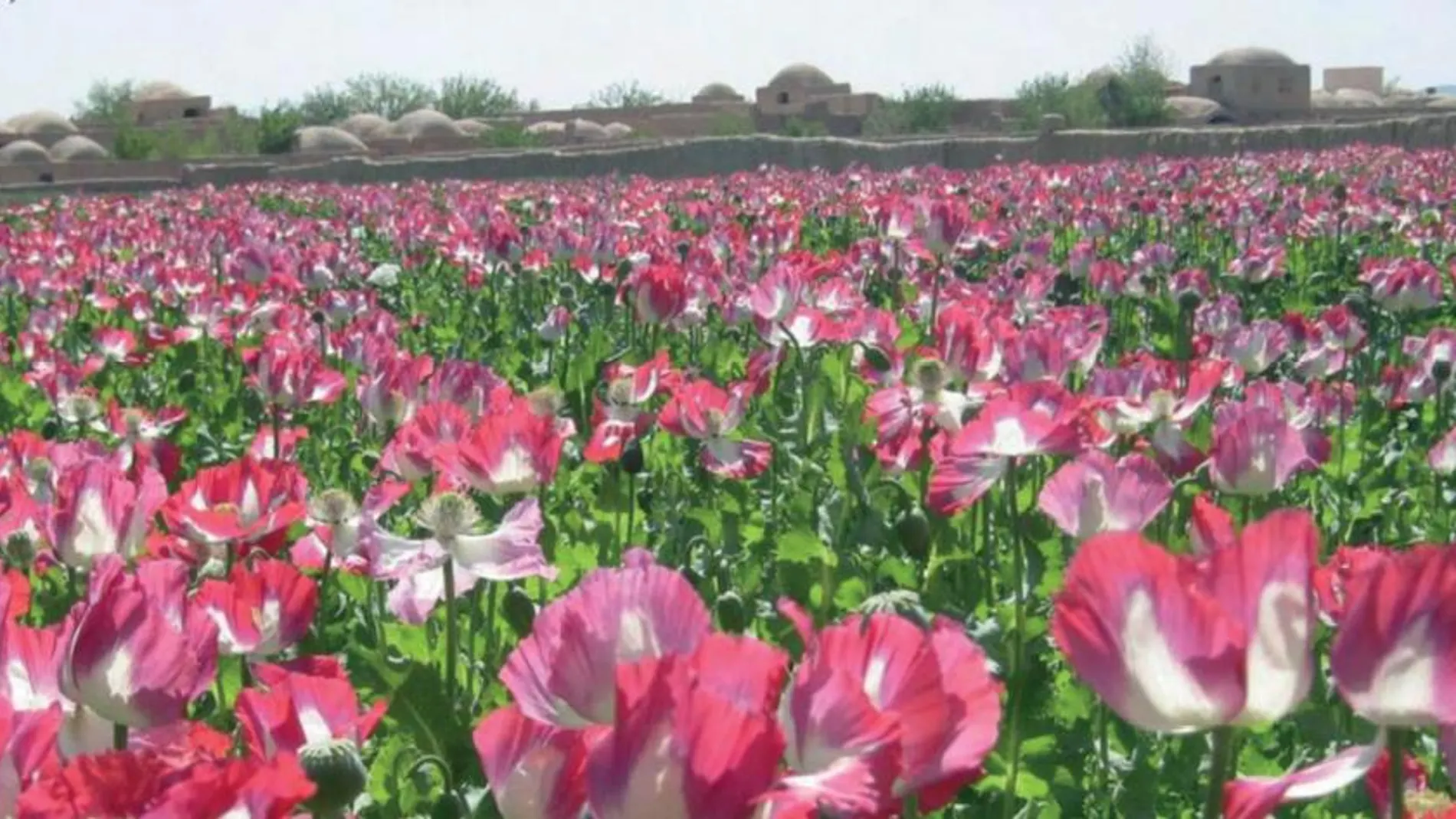 El cultivo mundial de opio alcanza su máximo en los últimos 80 años