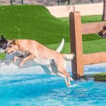 Dos perros disfrutando del parque acuático canino que ofrece el hotel