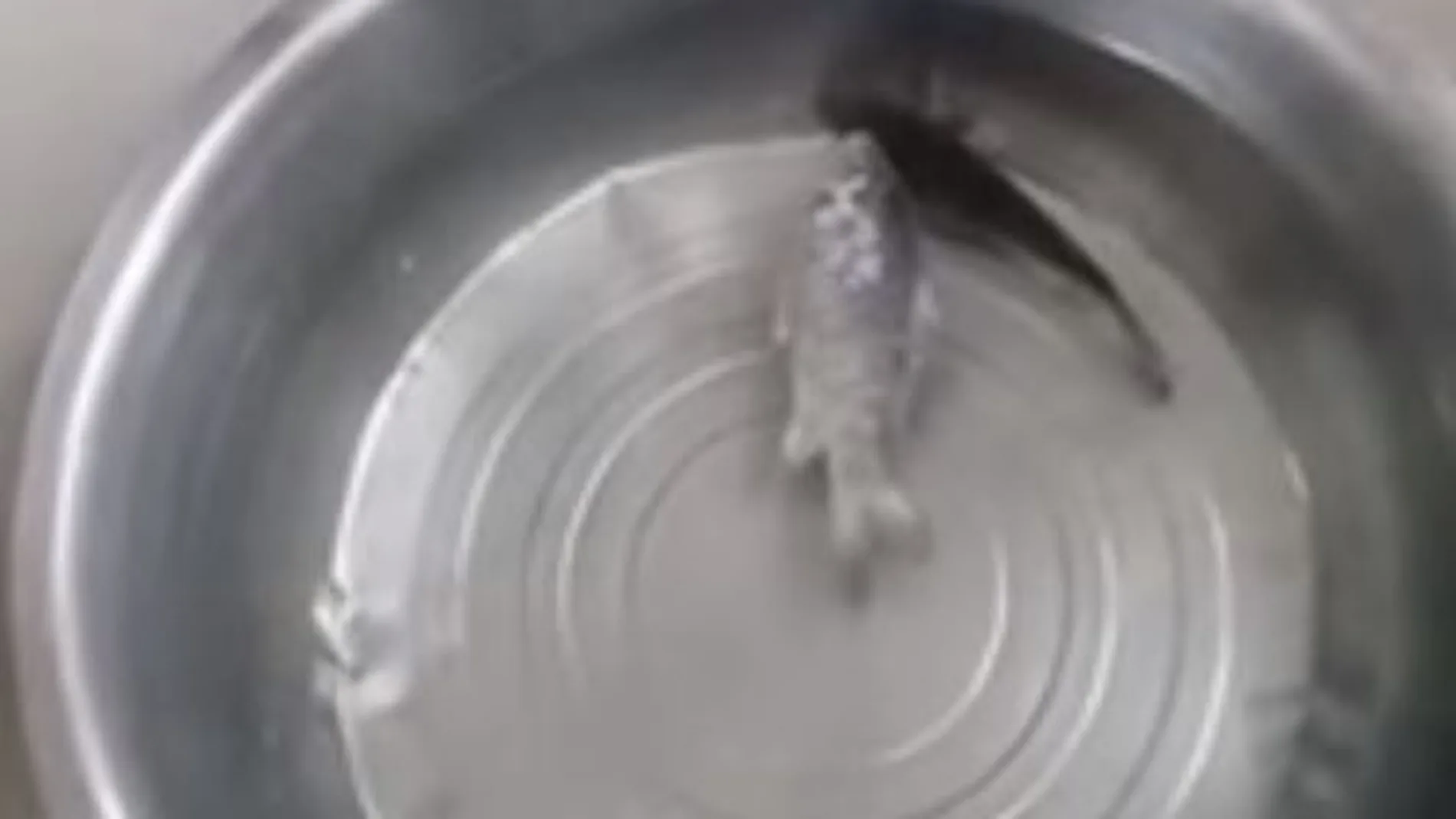 Imagen del pez congelado, una vez metido en un cubo de agua hirviendo