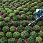 El CSIC investiga las plantas españolas