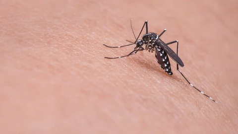 Brasil lanzará una app anti-zika para las Olimpiadas