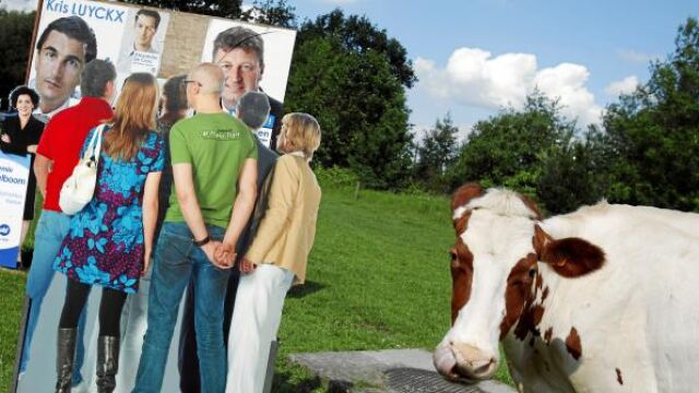Una vaca pasa junto a un montaje electoral