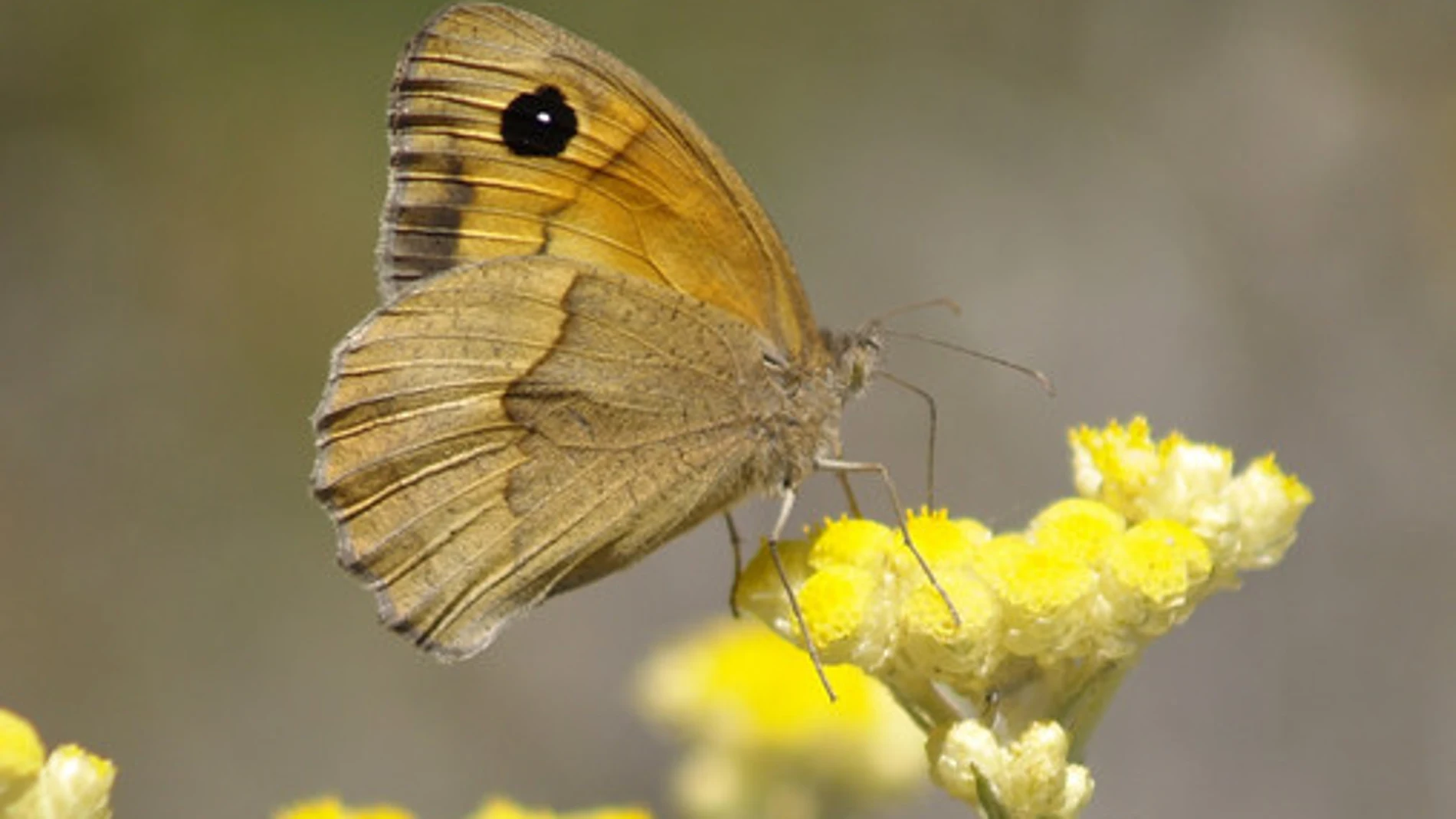 Un insecto polinizando la flor de San Juan