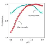  El punto débil de las células cancerosas