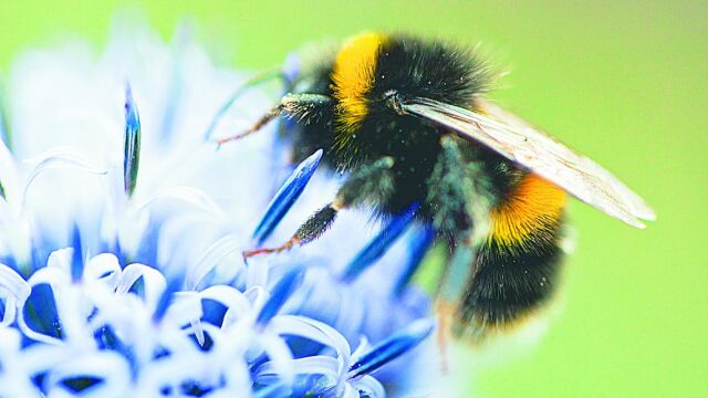 Crean en Oslo una autopista para las abejas