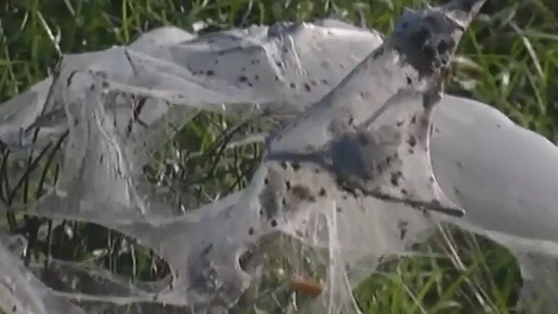 Kilómetros de tela de araña dejan un paisaje terrorífico