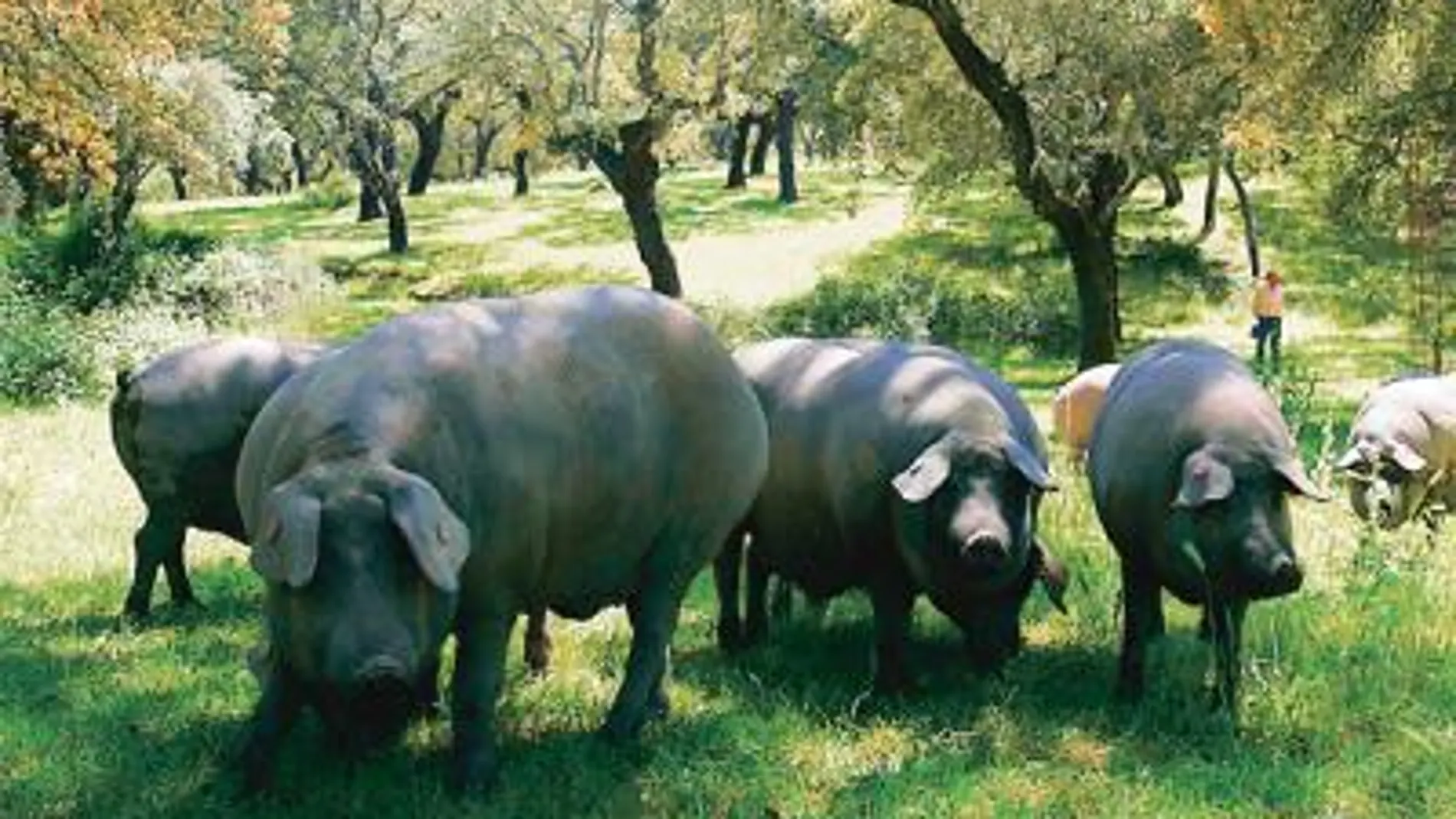Rusia se escuda en la gripe para vetar la importación del porcino español