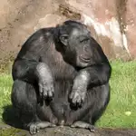  Los simios planean sus actuaciones de forma premeditada
