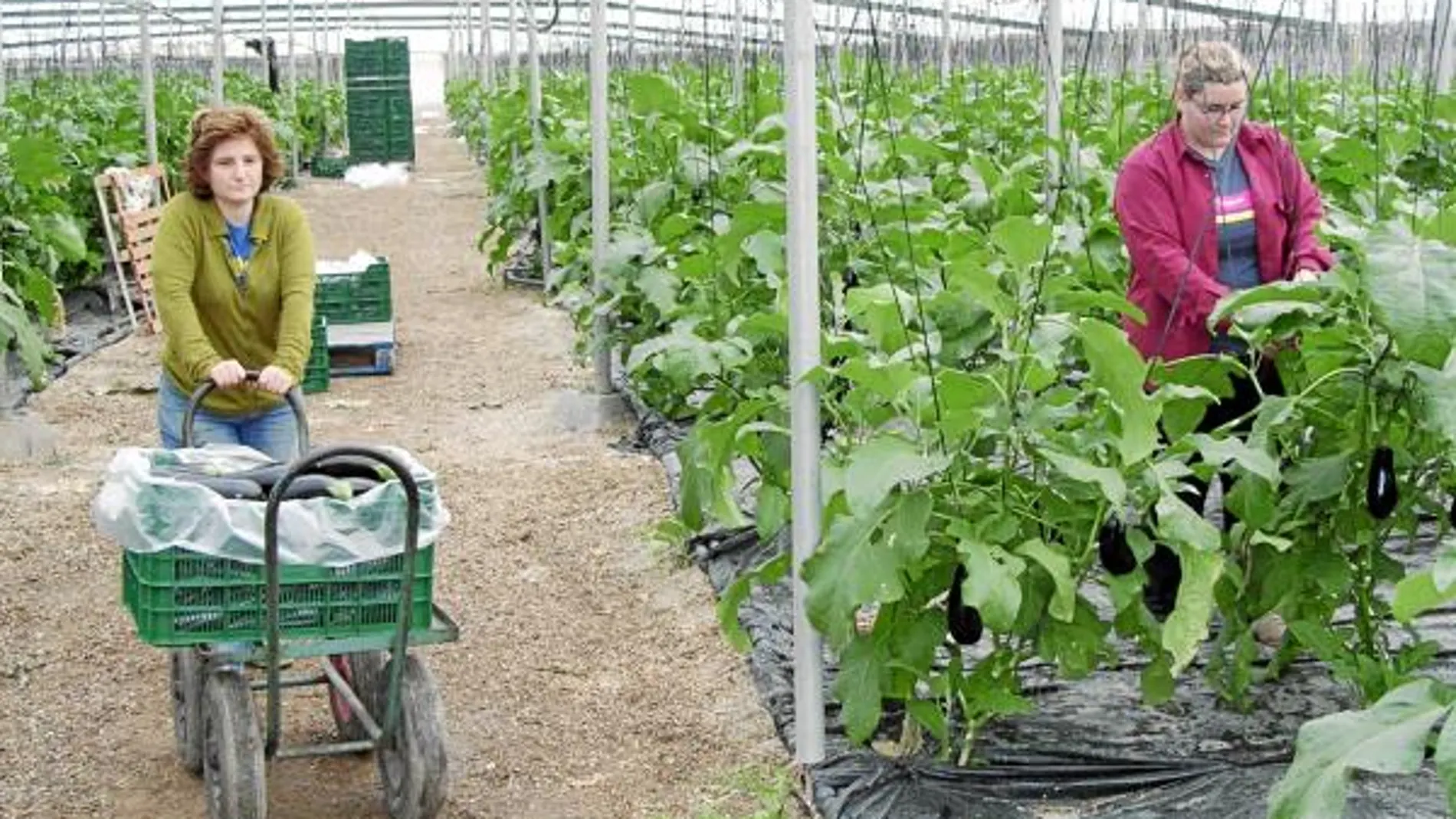 La Junta pretende que cada haya más mujeres en el sector agroalimentario de Castilla y León