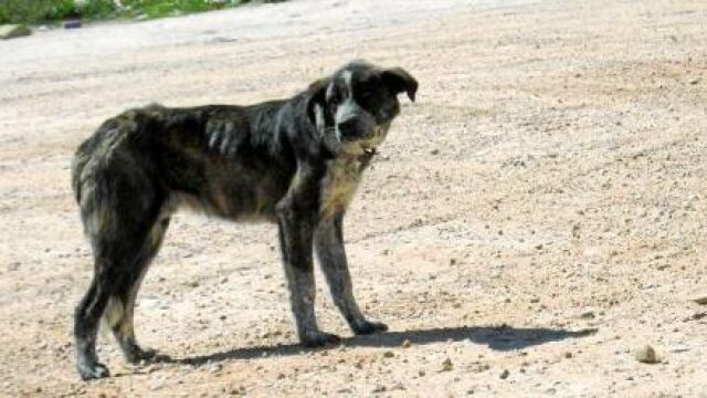 En la imagen, Don Nuño, antes de ser rescatado por ALBA. Ahora, con un par de kilos más, busca un nuevo hogar. Si alguien quiere adoptarle, puede ponerse en contacto con albaonline.org