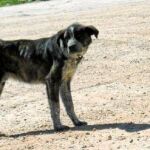 En la imagen, Don Nuño, antes de ser rescatado por ALBA. Ahora, con un par de kilos más, busca un nuevo hogar. Si alguien quiere adoptarle, puede ponerse en contacto con albaonline.org