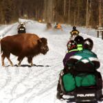 Un bisonte en Yellowstone