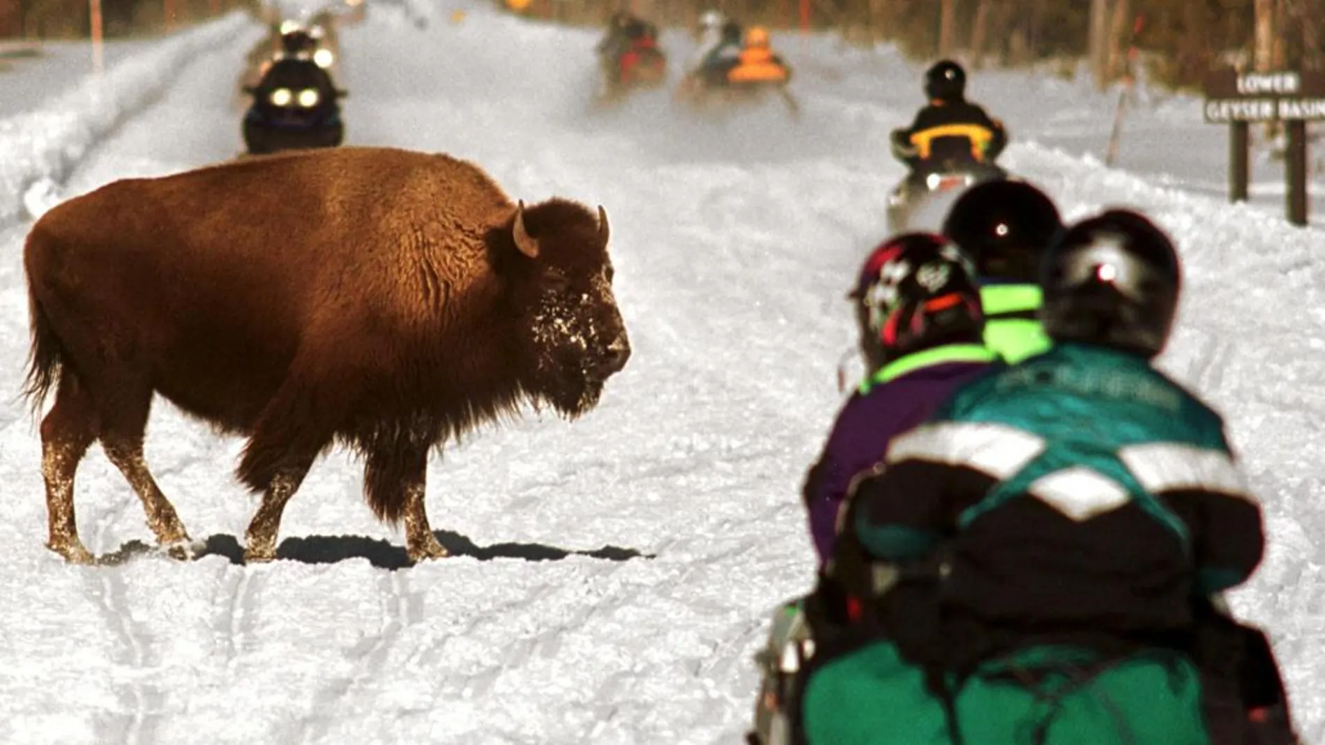 Un bisonte en Yellowstone