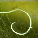 Un nuevo método permite detectar los anisákidos en cualquier producto pesquero, desde un pescado entero, fresco o congelado, hasta conservas y surimi / SINC