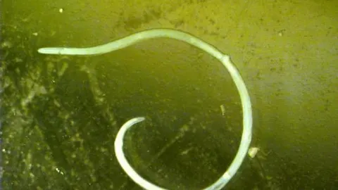 Un nuevo método permite detectar los anisákidos en cualquier producto pesquero, desde un pescado entero, fresco o congelado, hasta conservas y surimi / SINC