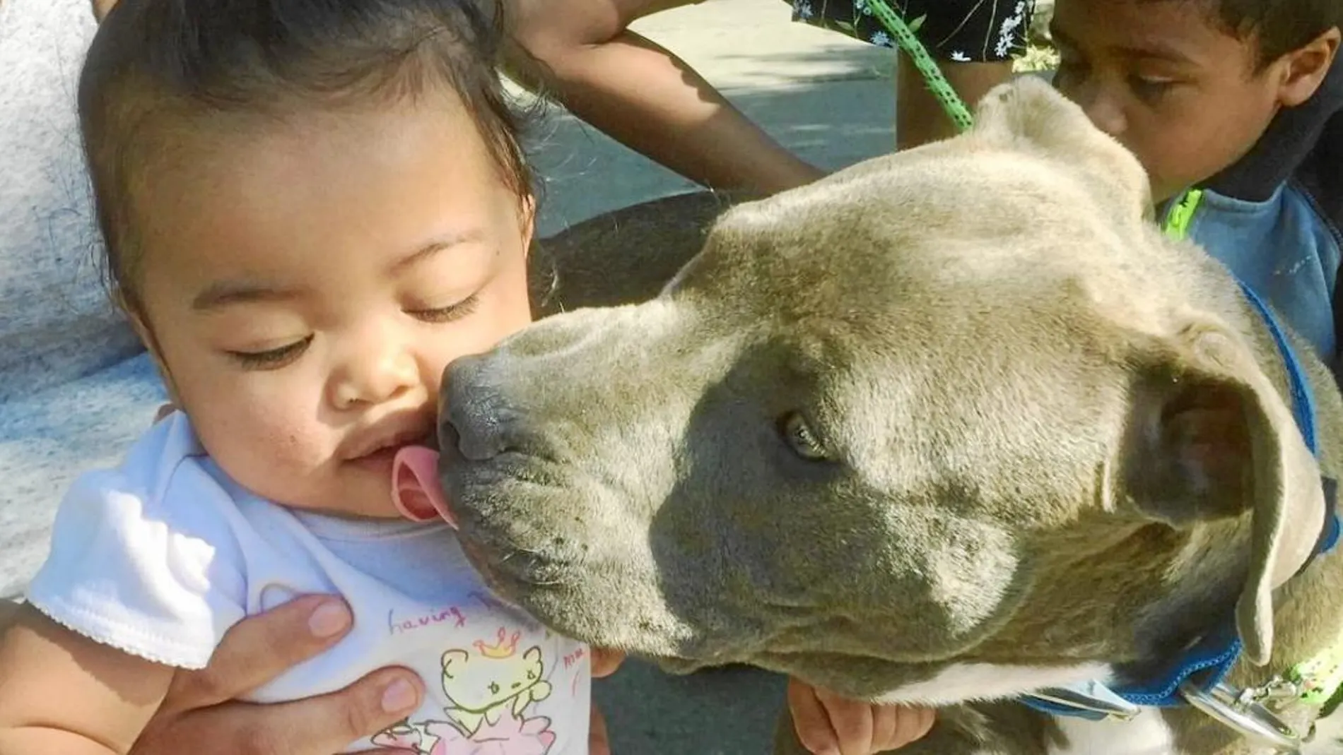 Sasha con su pequeña amiga. Los Pitbull tienen un fuerte instinto maternal con los niños.