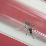 Imagen de un mosquito responsable del contagio de virus zika